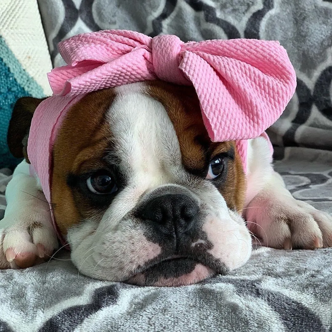 Frenchiestore Pet Head Bow | Pink