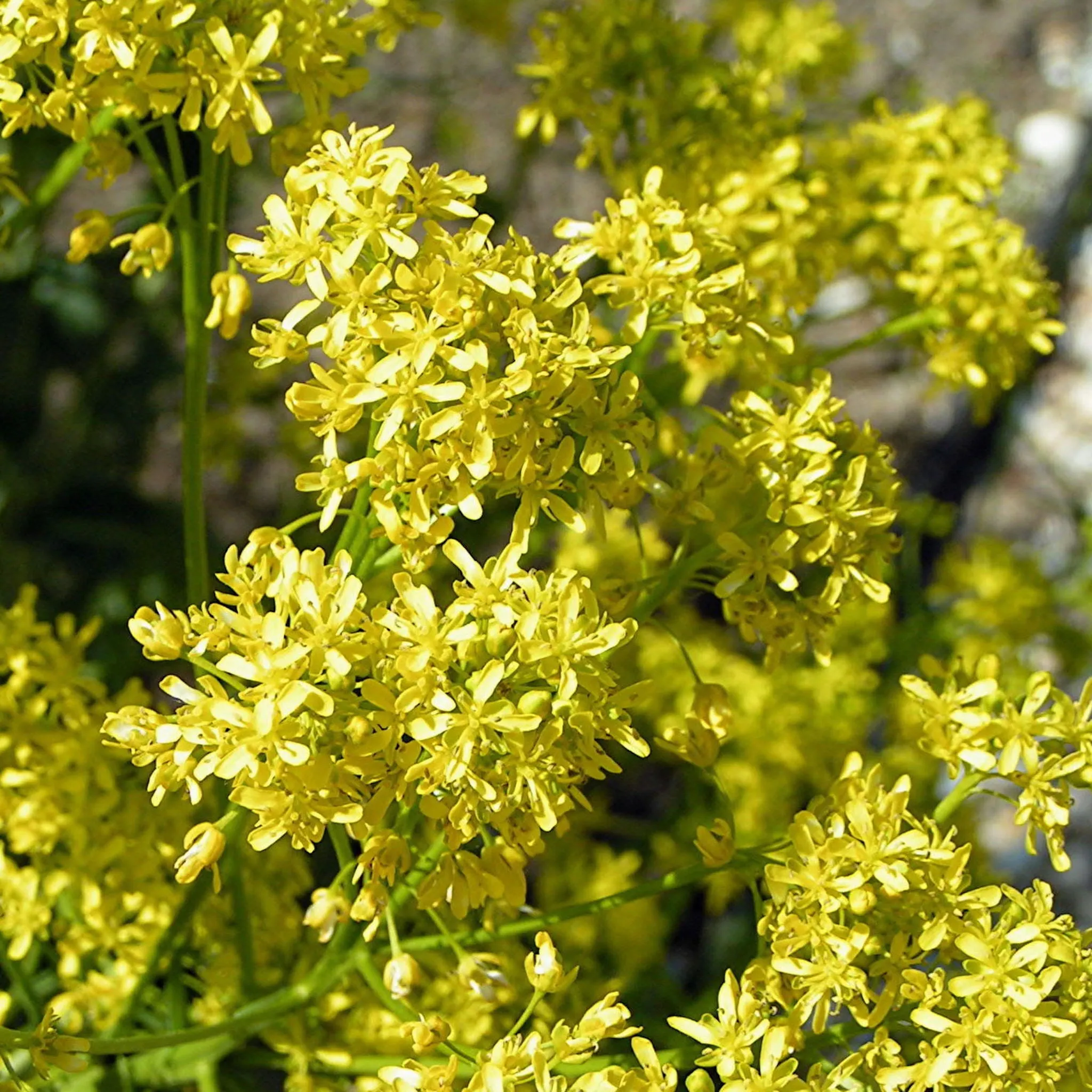 Woad seeds - isatis tinctoria